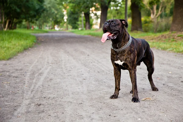 Боксерская собака на грунтовой дороге в парке — стоковое фото