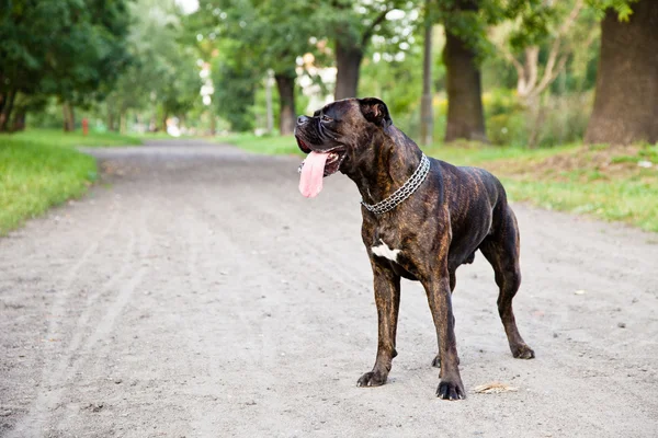 Боксерская собака на грунтовой дороге в парке — стоковое фото