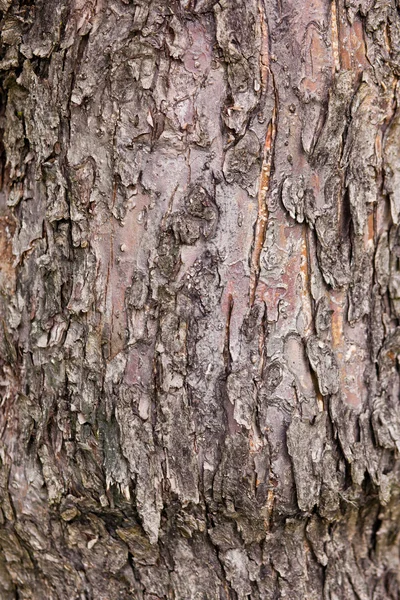 stock image Wooden texture background