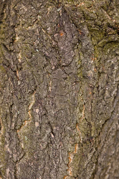 나무의 질감 배경 — 스톡 사진