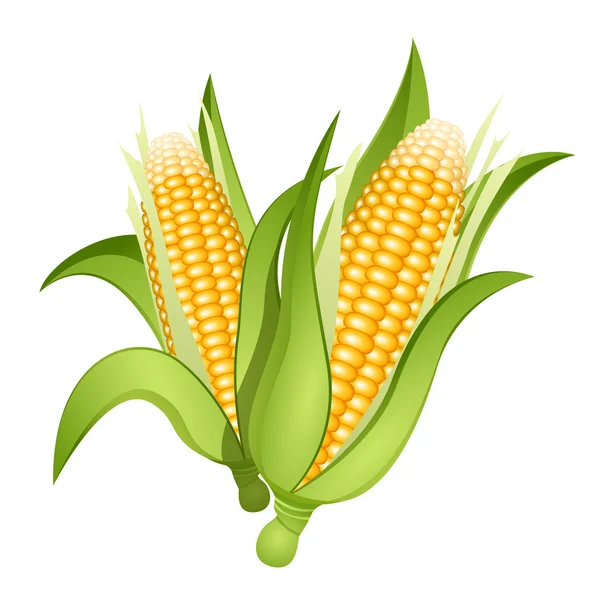 Orejas de maíz — Vector de stock