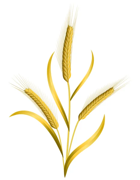 Пшеница изолирована на белом — стоковый вектор