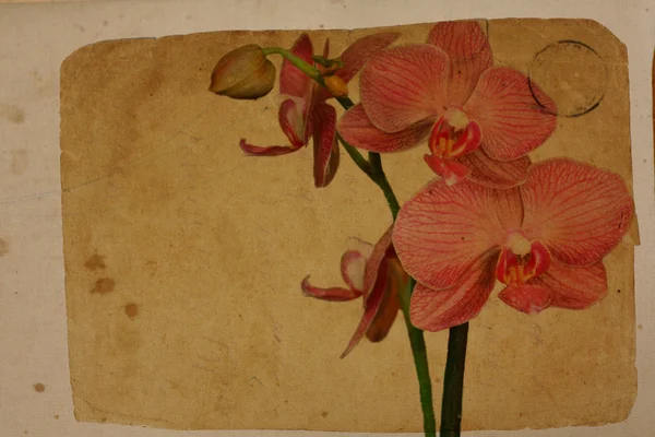 Białe i fioletowe Orchid. Retro karty Obrazek Stockowy