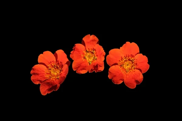 Três flores vermelhas contra fundo preto — Fotografia de Stock