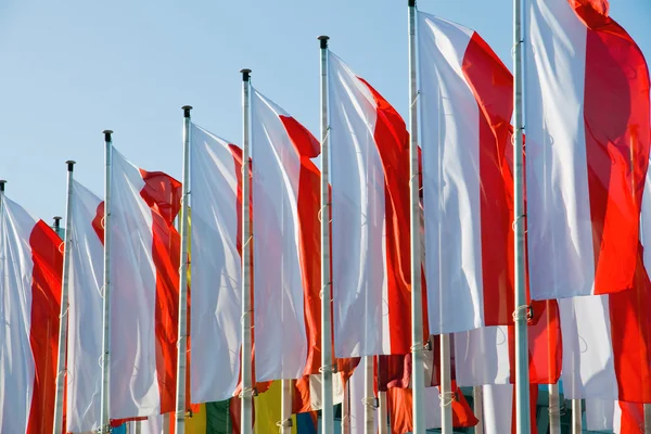 Polish flags — Stock Photo, Image