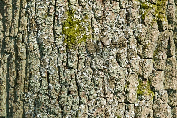 Old rustic tree bark — Stock Photo, Image