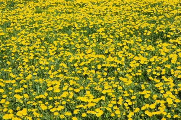 Meadow full of dandelion — Stock Photo, Image