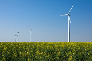 Windwheels in a field of rapeseed clipart