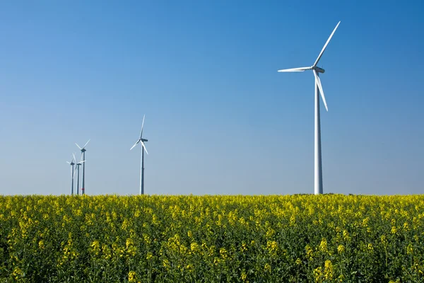 Windwheels in a field of rapeseed — Stock Photo, Image