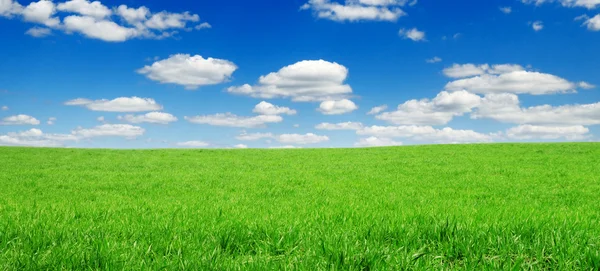Wiese mit Gras bedeckt — Stockfoto