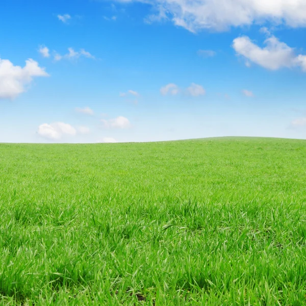 Wiese mit Gras bedeckt — Stockfoto