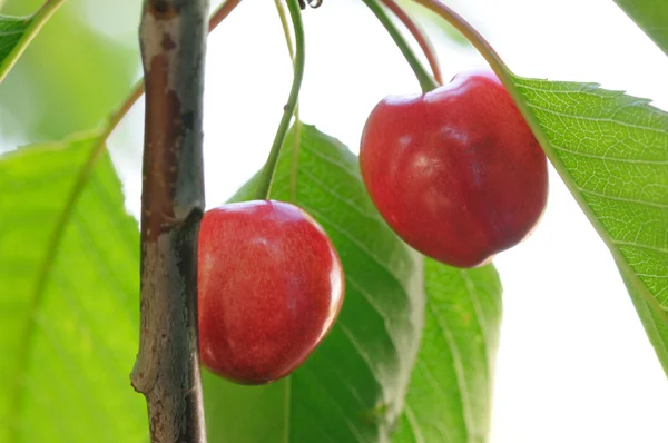 stock image Sweet cherries