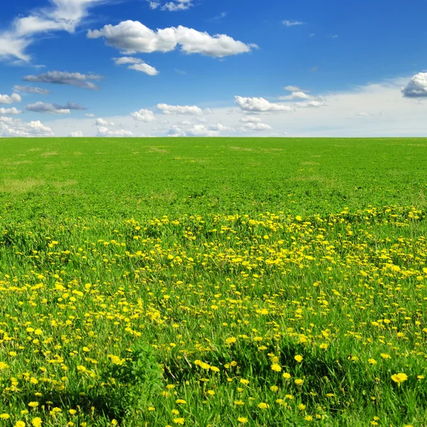 Луг, покрытый травой — стоковое фото