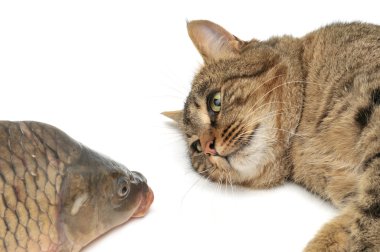 Cat and fish clipart