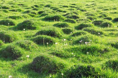 Molehill covered by a grass. clipart