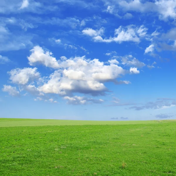 stock image Meadow