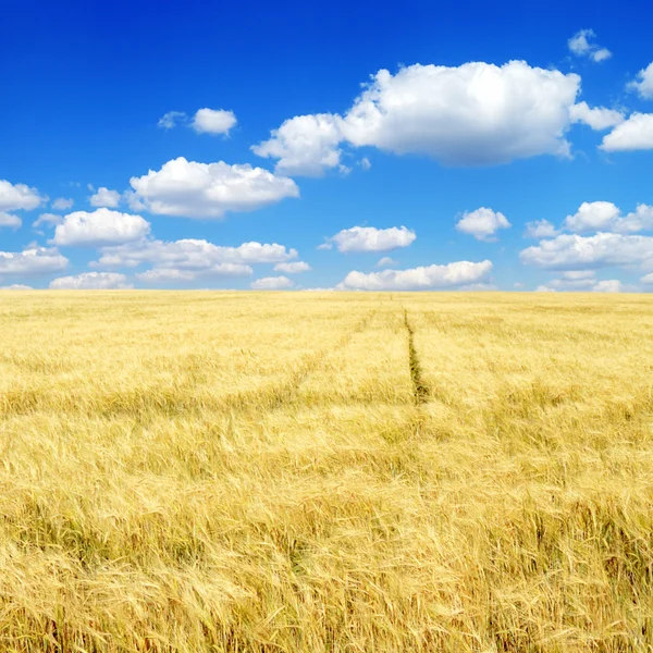 Пшенична сфера . — стокове фото