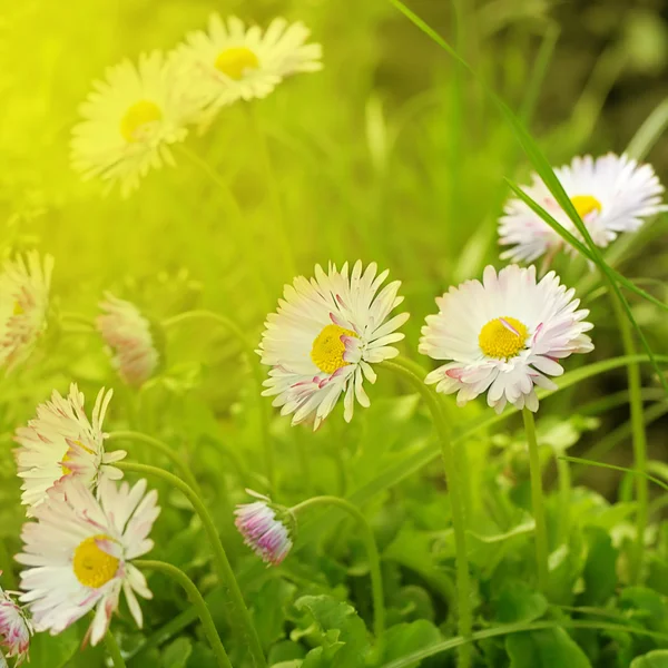Vacker blomma i strålar solen — Stockfoto