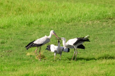 The stork feeds nestlings clipart