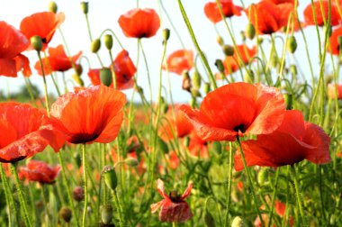 Poppies clipart