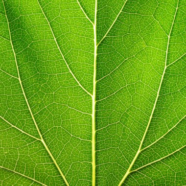 Leaf of a plant clipart