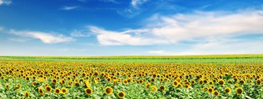 Sunflower field clipart