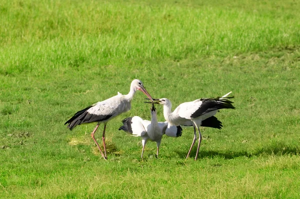 Der Storch füttert Nestlinge — Stockfoto