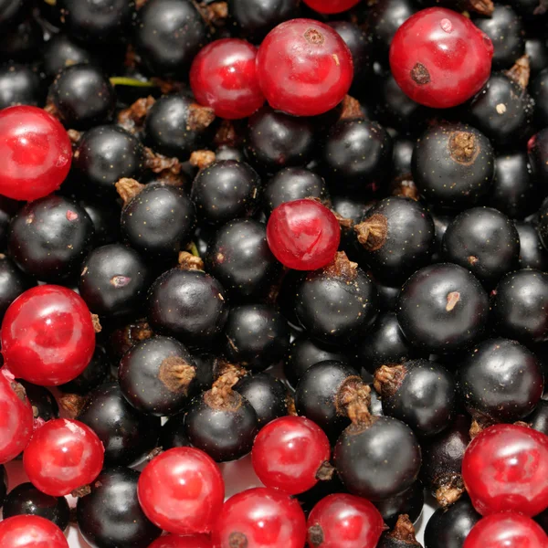 Röda vinbär och svarta vinbär — Stockfoto