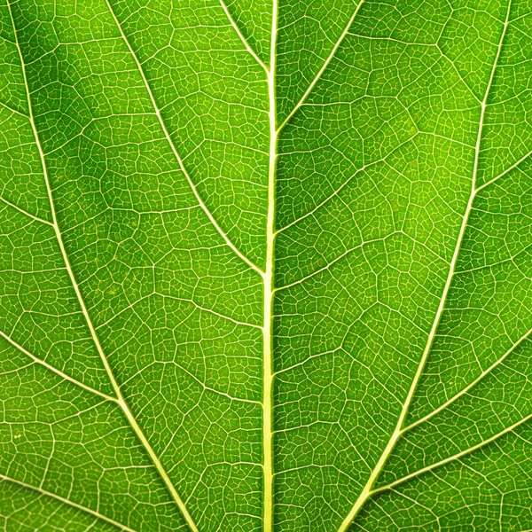 Лист растения — стоковое фото