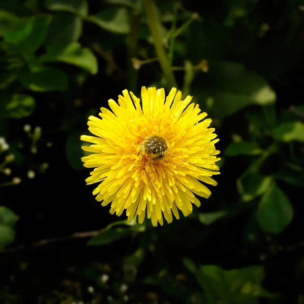 Çiçek. — Stok fotoğraf