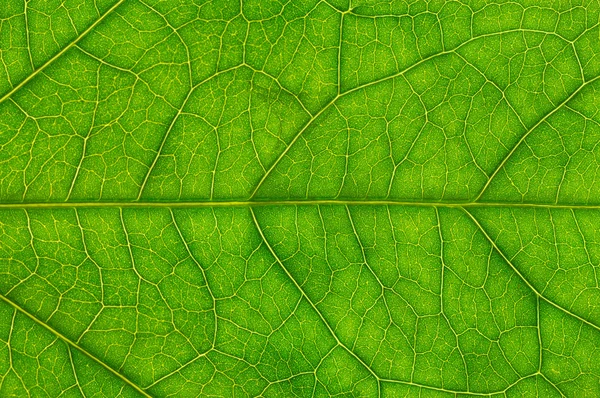 Blatt einer Pflanze — Stockfoto