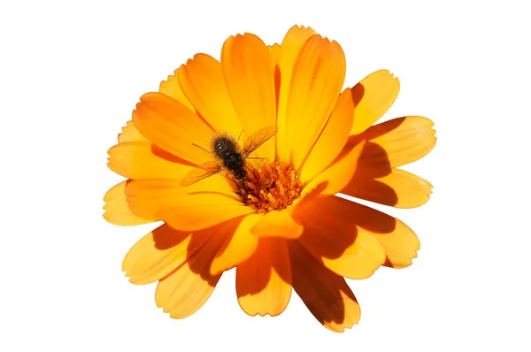 Abeja de miel y flor — Foto de Stock