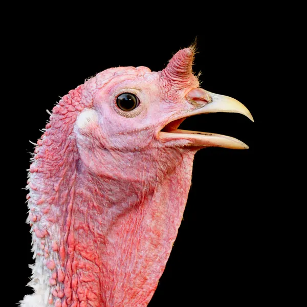 土耳其母鸡 — 图库照片
