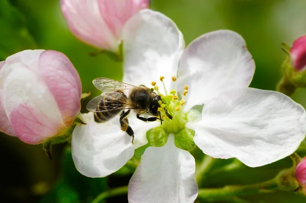 꿀벌 — 스톡 사진
