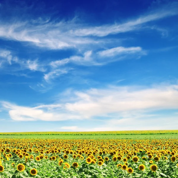 Słonecznikowe pole — Zdjęcie stockowe