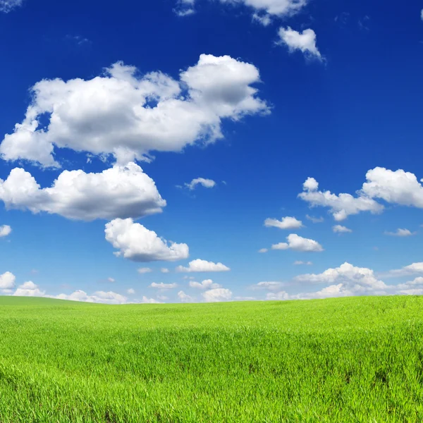 Луг и голубое небо — стоковое фото