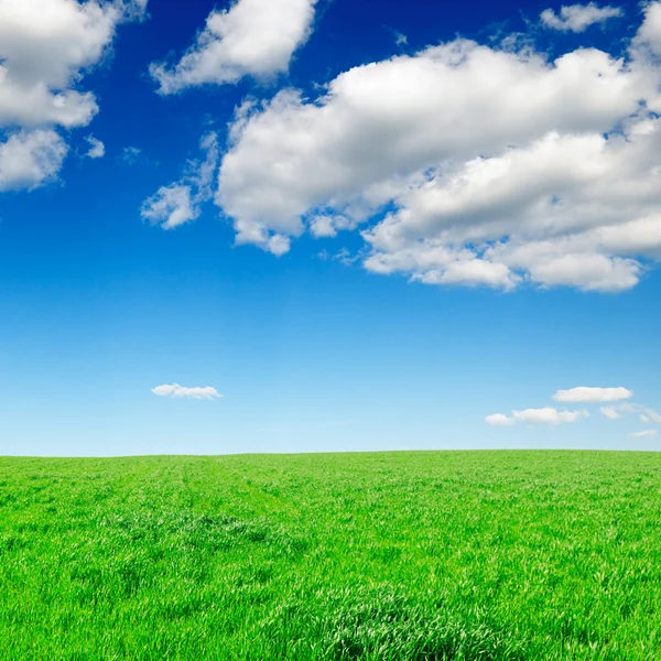 Grasveld en blauwe lucht — Stockfoto