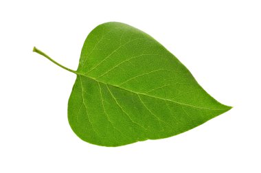 Leaf of a plant clipart