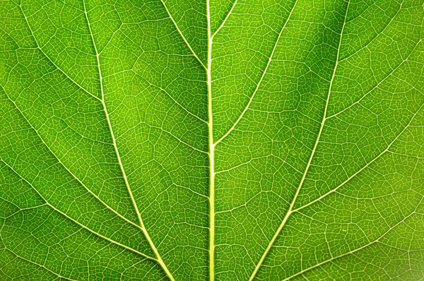 Leaf of a plant — Stock Photo, Image