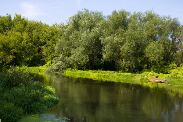 A small stream with banks overgrown with green trees in central Russia
