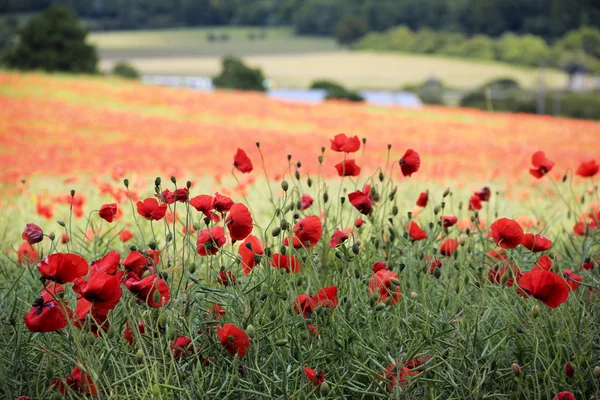 Маковое цветочное поле в Хартфордшире — стоковое фото