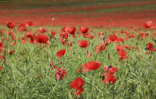 Poppy campo de flores tring hertfordshire — Fotografia de Stock