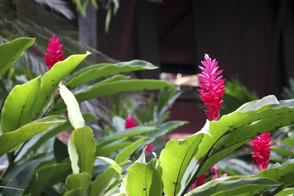 Tropische Blumen Teak Haus Bangkok — Stockfoto