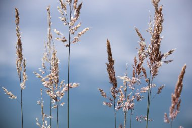 Wild grass sky reflected water clipart