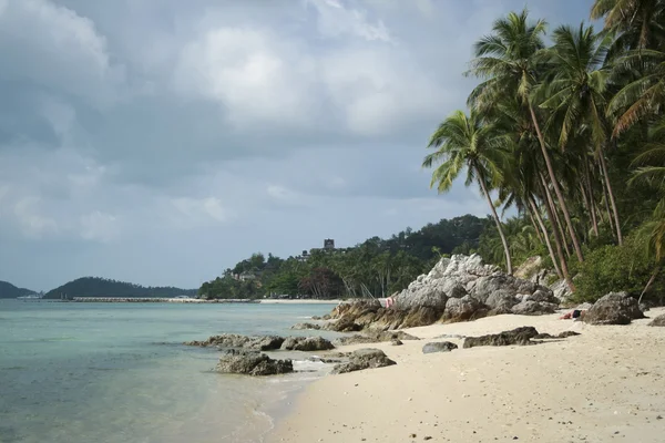 Palmowe drzewo beach koh samui Tajlandia — Zdjęcie stockowe
