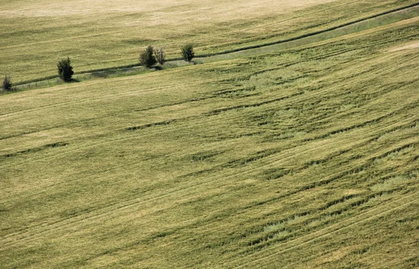 stock image Wind blowing patterns in fields