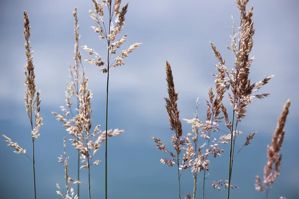 Stock image Wild grass sky reflected water