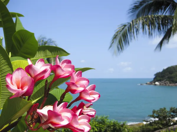 Frangipani trópusi virágok koh samui — Stock Fotó