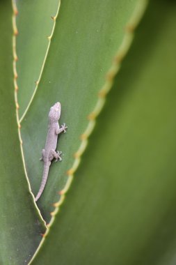 Gecko kertenkele tırmanma palmiye yaprak