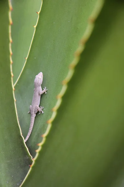 stock image Gecko lizard climbing palm frond